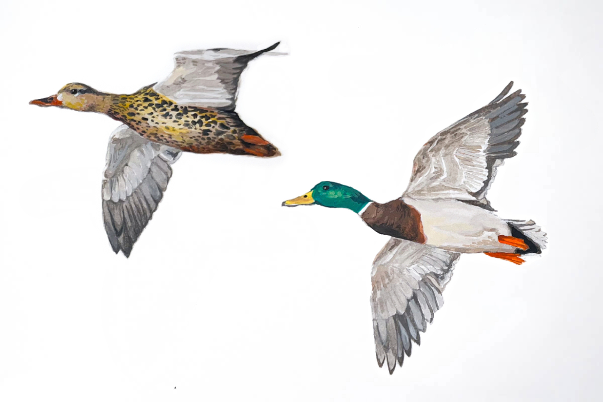 Mallard courtship flight. illustration by Katie Tucker, DU
